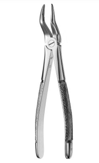 Extraction Forceps # 51 Serrated, Made in German Stainless Steel